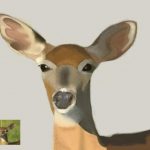 deer_correction done1