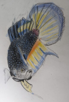 Prithiv_fish