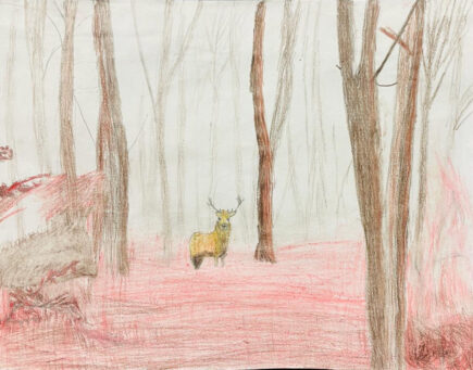 aweek Pic_4 fog forest