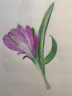 Student Drawing